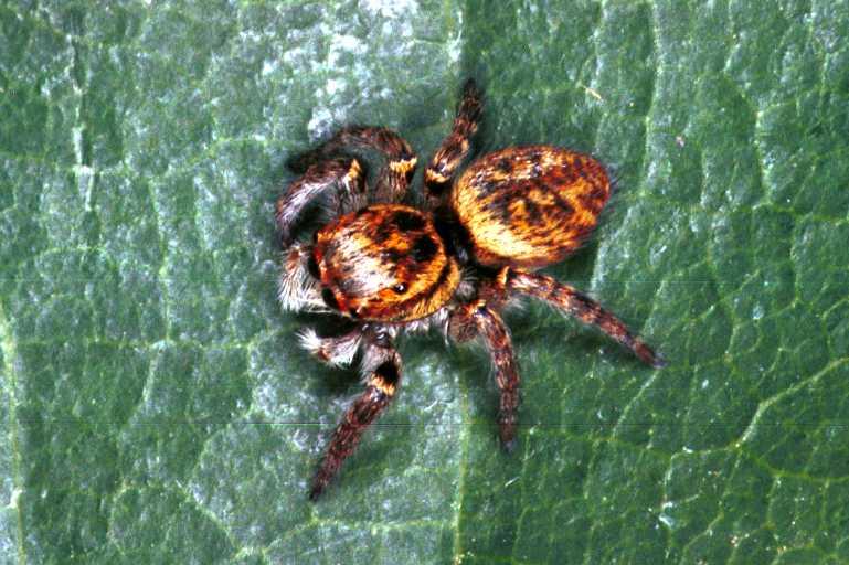 Carrhotus_xanthogramma_RF0683_Z_88_Les Gris_Frankrijk.jpg